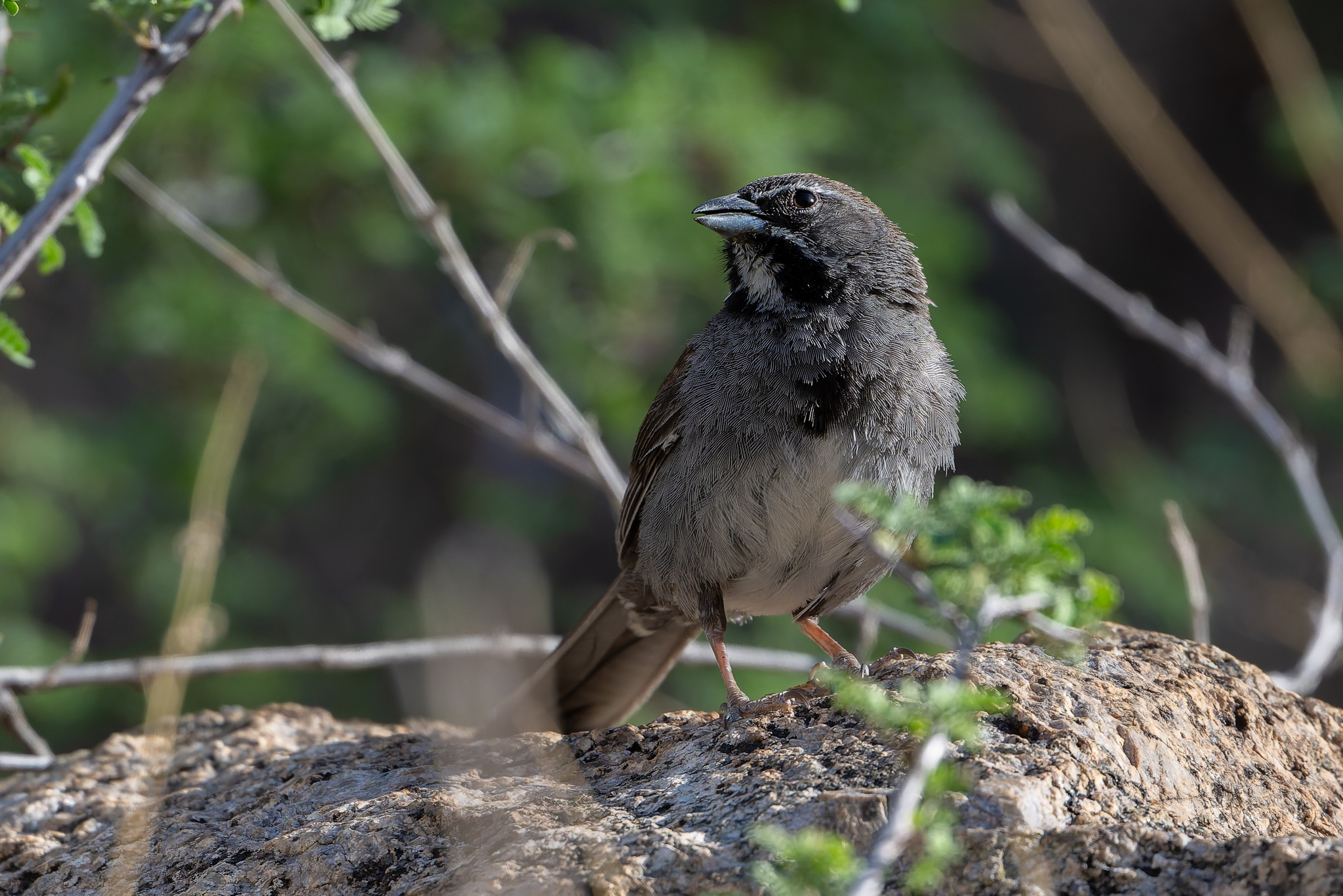 Five-striped Sparrow (Amphispizopsis quinquestriata), photo 5