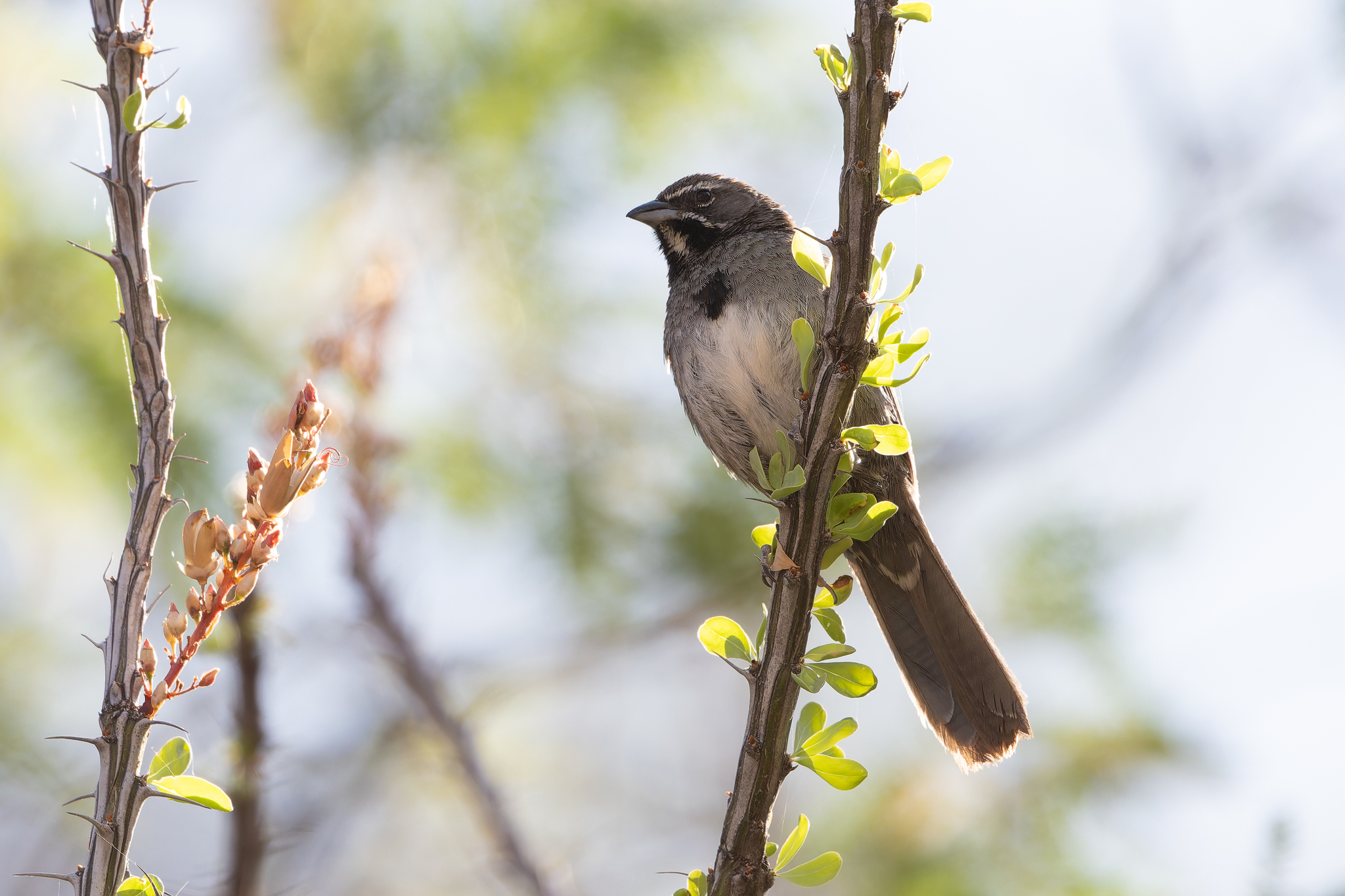 Five-striped Sparrow (Amphispizopsis quinquestriata), photo 4