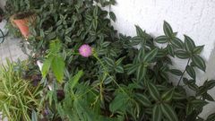 Angiospermae