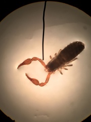 Microbisium brunneum