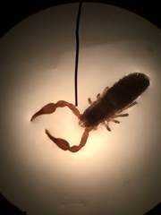 Microbisium brunneum