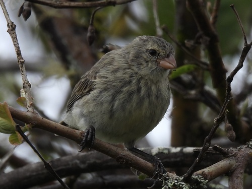Small Tree Finch (Camarhynchus parvulus)