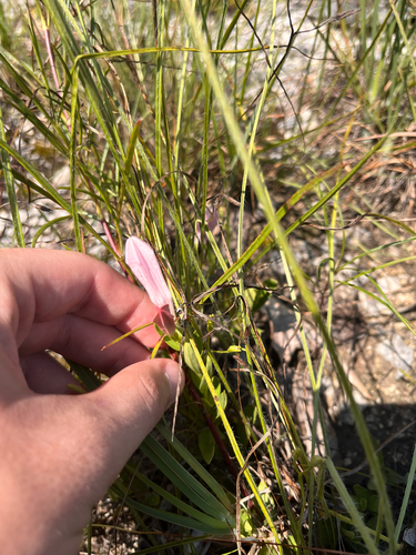 Spigelia alabamensis, photograph 1