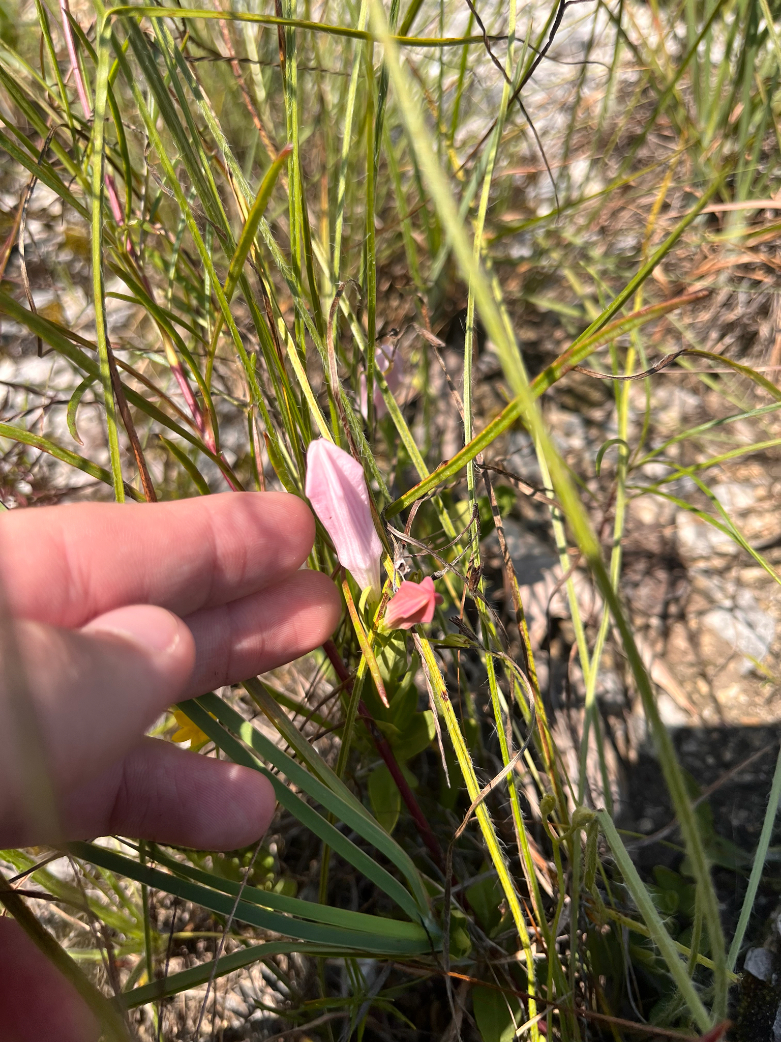 Alabama Indian Pink (Spigelia alabamensis)