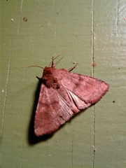Lepidoptera