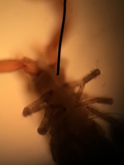 Microbisium brunneum