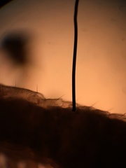 Microbisium brunneum