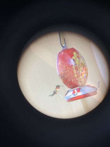 Ruby-throated Hummingbird photographed in Wisconsin
