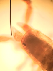 Microbisium brunneum