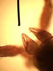 Microbisium brunneum