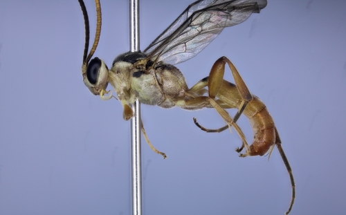 Barichneumon fuscosignatus