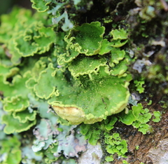 Crocodia