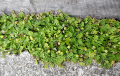 Leptinella squalida squalida