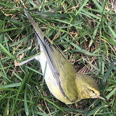 Leiothlypis peregrina