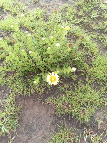 Grindelia inuloides, photograph 2