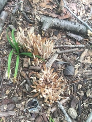 Lentaria byssiseda