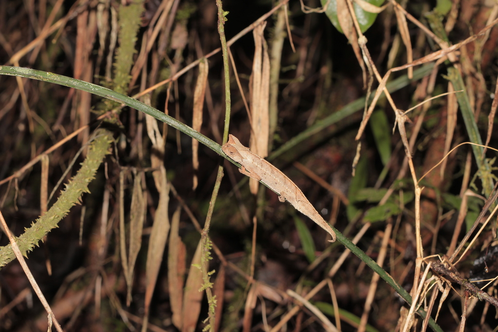 Perinet Leaf Chameleon