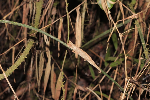 Perinet Leaf Chameleon