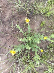 Grindelia inuloides