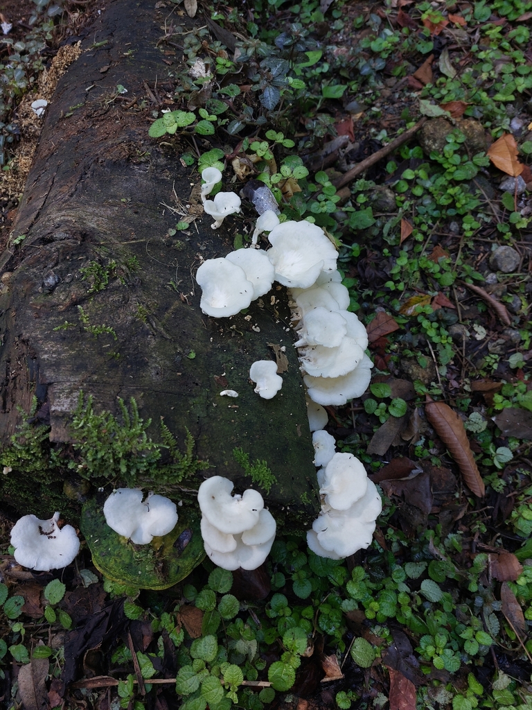 Favolus brasiliensis · July 2025 · photo: © danielsd (iNaturalist, cc-by-nc)