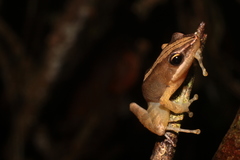 Moramanga Madagascar Frog photo 3