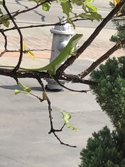 Anolis carolinensis