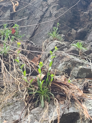 Santa Rita Mountain draba (Draba petrophila)