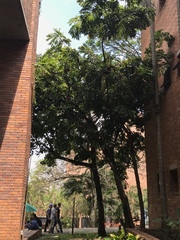 Brownea ariza