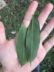 Brownea ariza