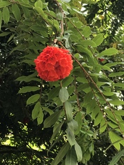 Brownea ariza