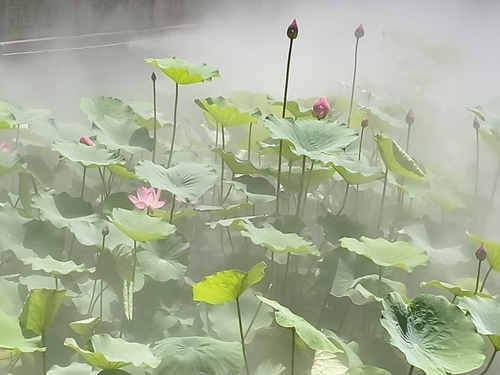 Sacred Lotus