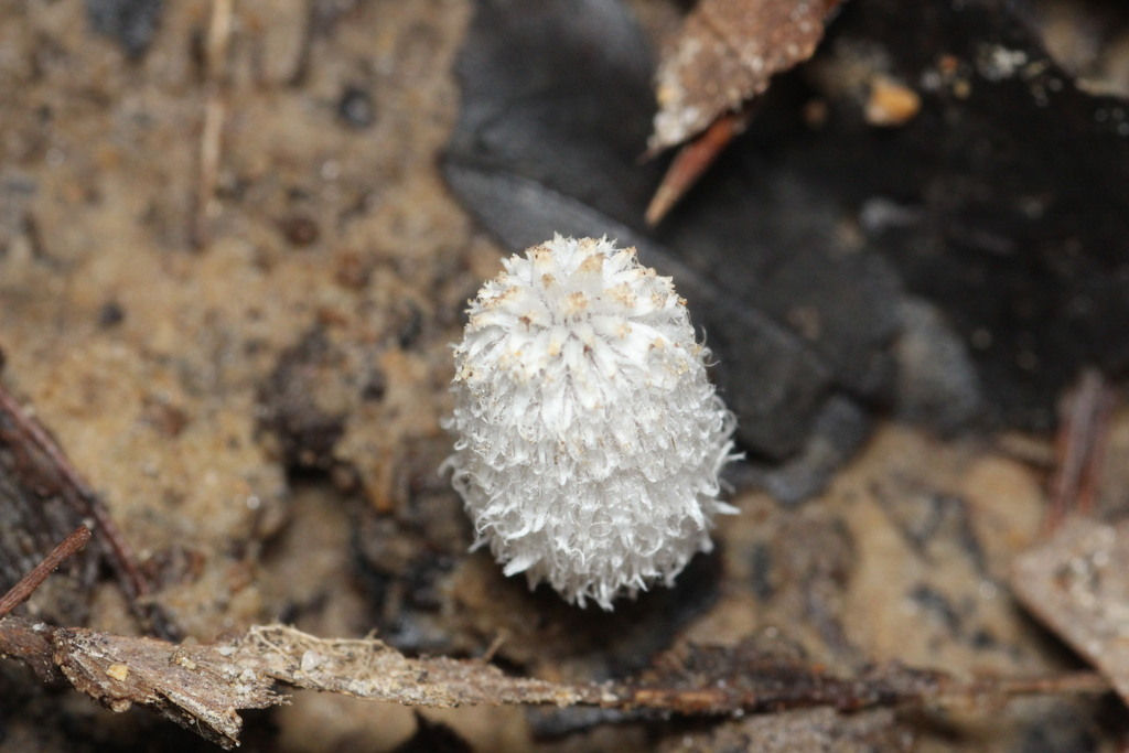 Coprinopsis sp. 'IN16'