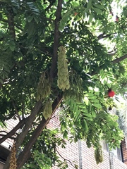 Brownea ariza