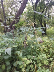 Ambrosia trifida trifida