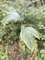 Ambrosia trifida trifida