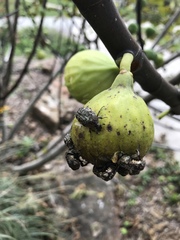 Euphoria sepulcralis