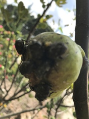 Euphoria sepulcralis