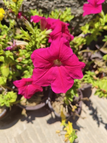 garden petunia
