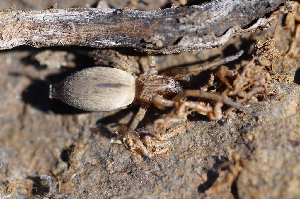 Neglected Ground Hunter Spider