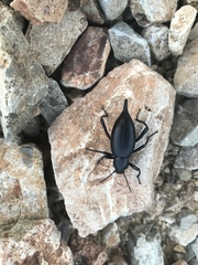 Eleodes eschscholtzii