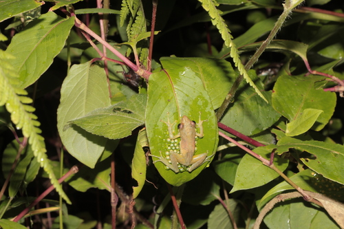 Free Madagascar Frog, Guibemantis liber