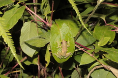 Guibemantis liber