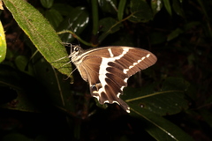 Papilio delalandei