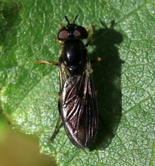 Pyrophaena rosarum