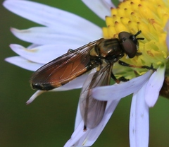 Pyrophaena granditarsis