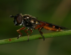 Pyrophaena granditarsis