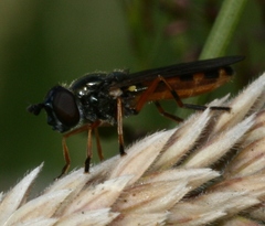 Pyrophaena granditarsis