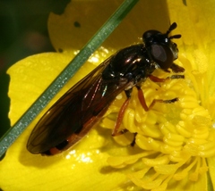 Pyrophaena granditarsis