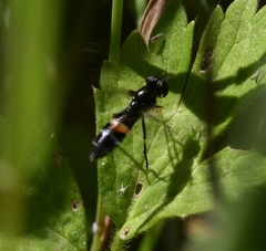 Pyrophaena rosarum
