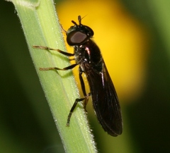 Pyrophaena rosarum